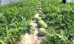 保山吃瓜最新事件爆料,最新爆料揭秘惊人内幕